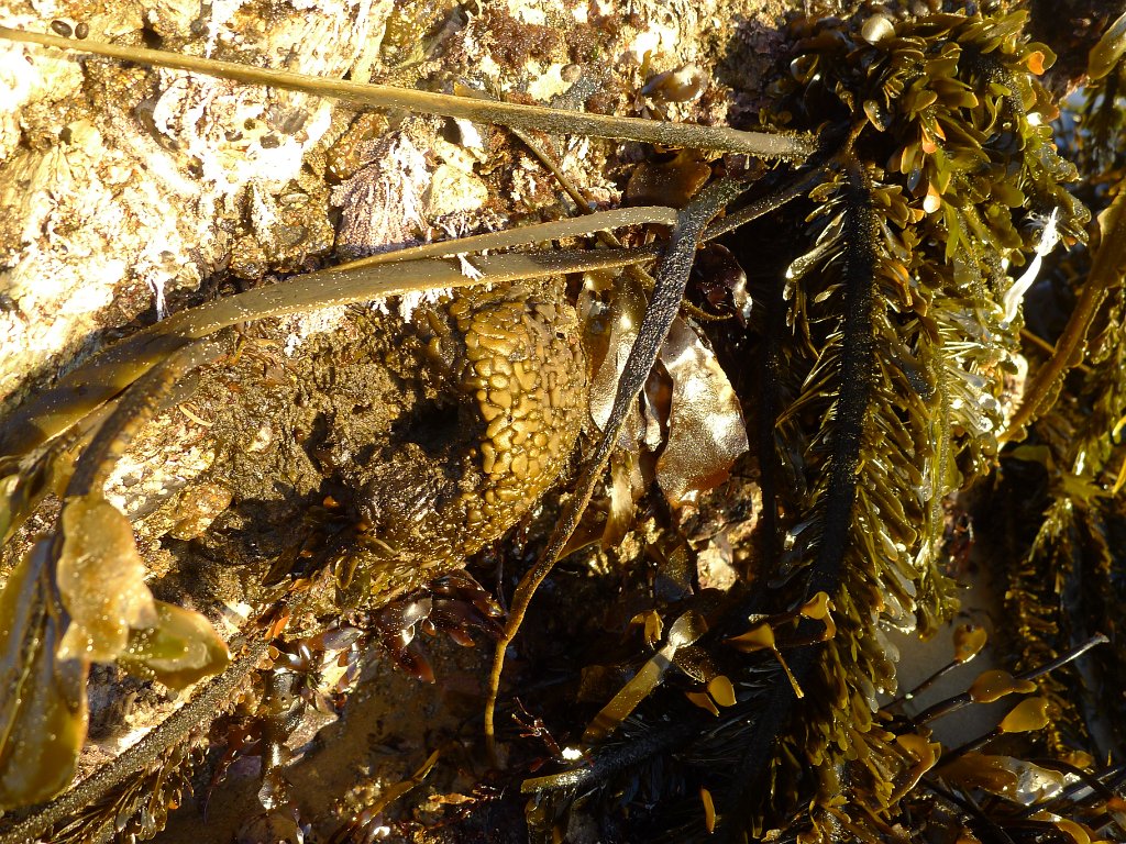 2014-01-17 PointReyesCamping 010